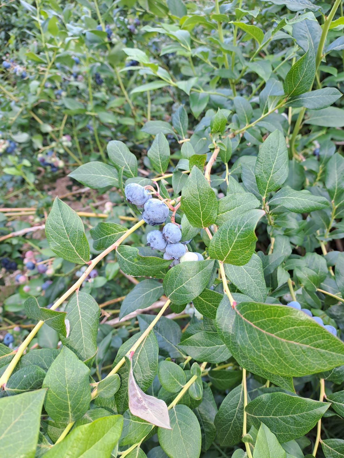 Ökologischer Anbau auf der Plantage Demeterhof